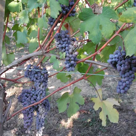 La Favorita Alba (Piedmont)