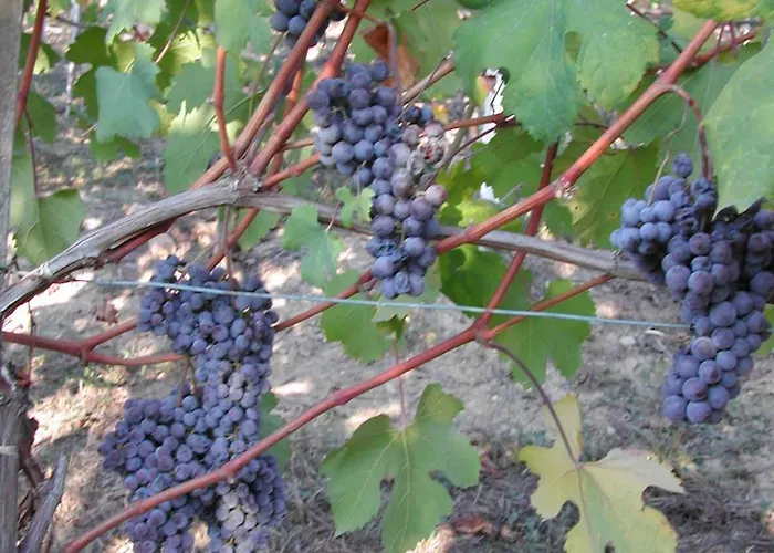 La Favorita Alba (Piedmont)